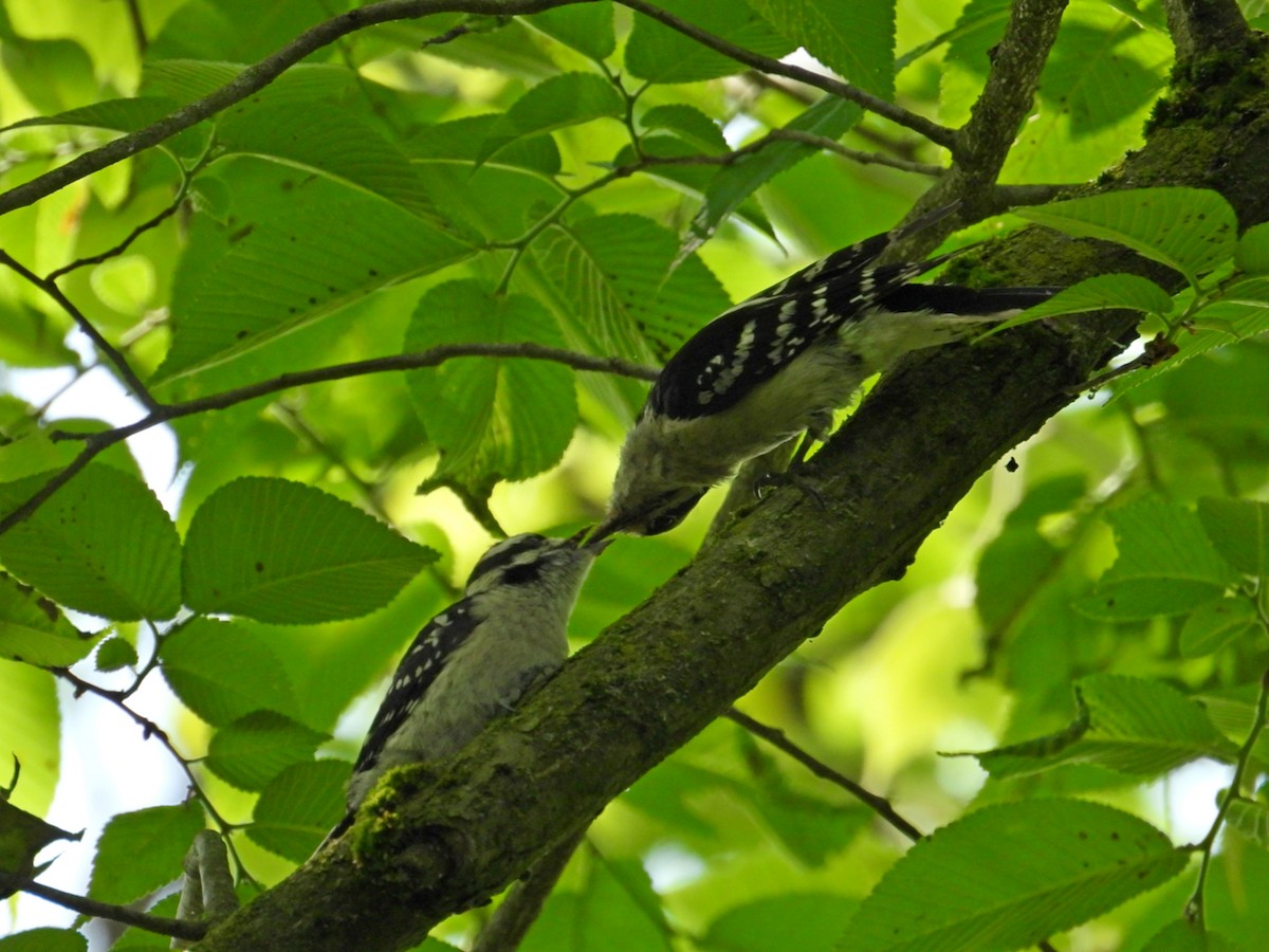 Downy Woodpecker - ML619627101