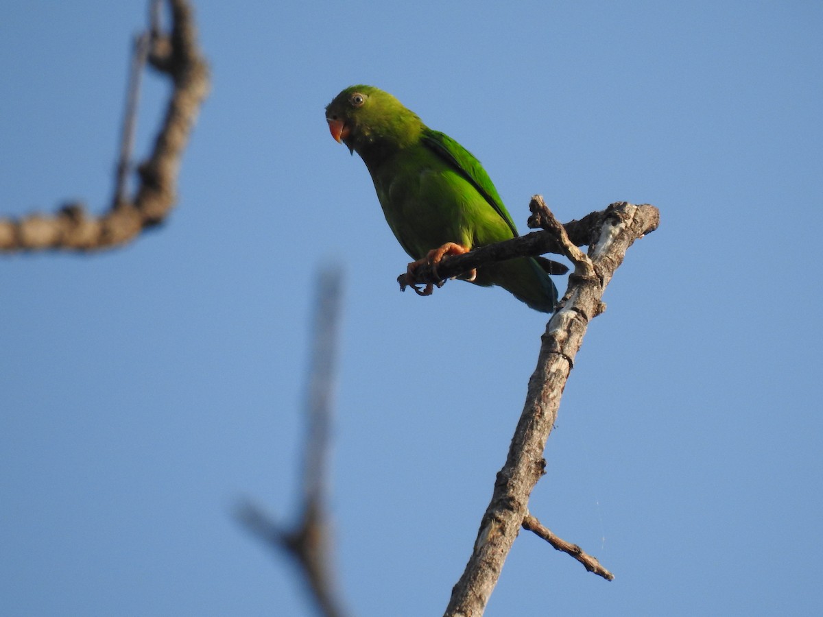 Vernal Hanging-Parrot - Prabhudatta Bal