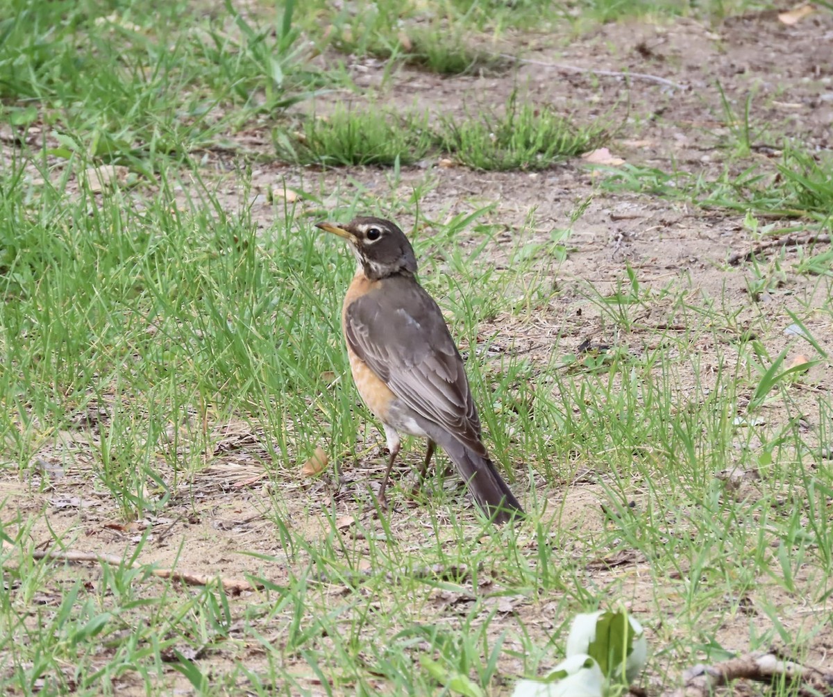 American Robin - ML619627106