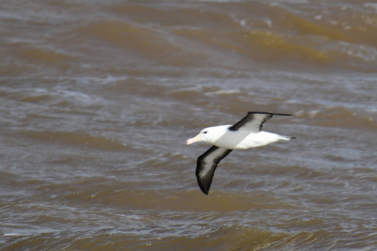 Black-browed Albatross - Marcelo Cuadrado