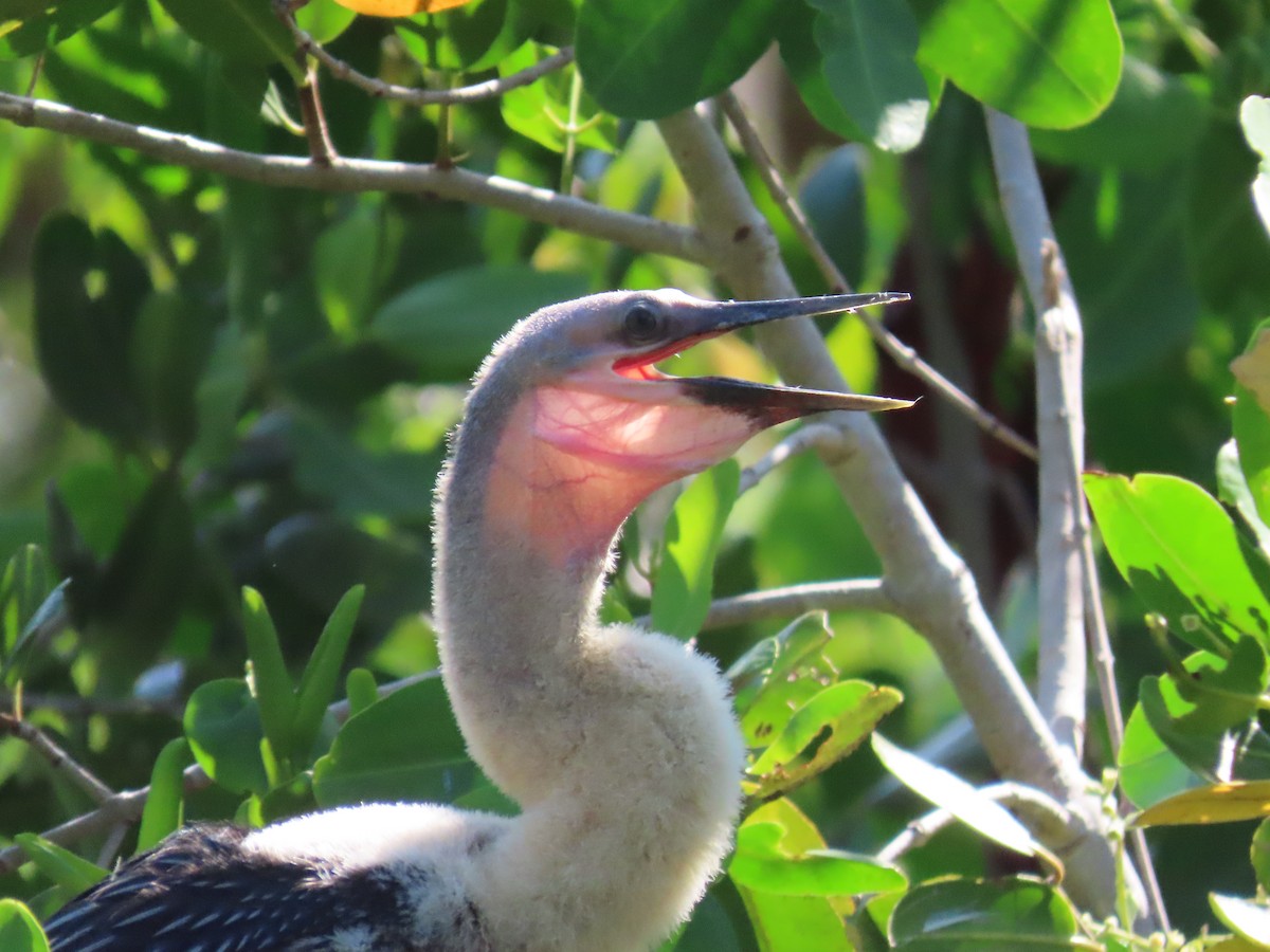 Anhinga - Tom Obrock