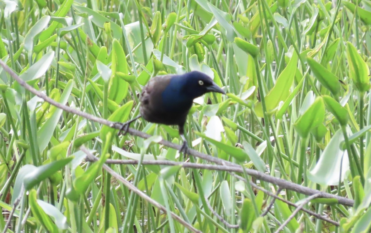 Common Grackle - ML619627112