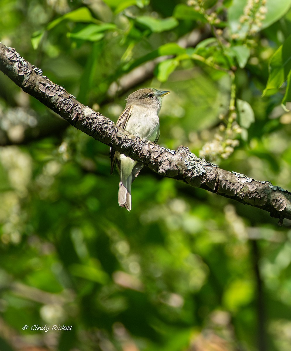 Least Flycatcher - Cindy Rickes