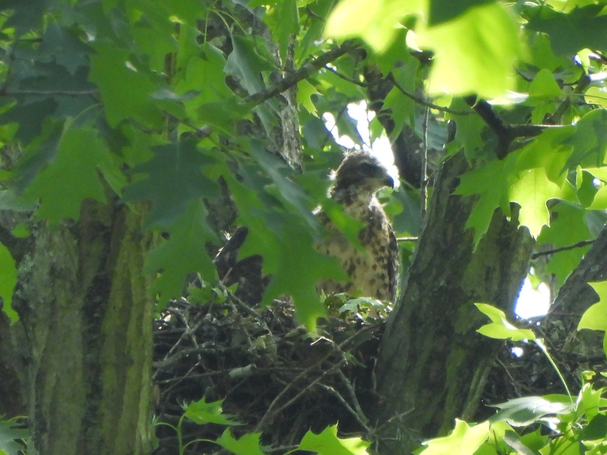 Red-shouldered Hawk - Pete Huffer