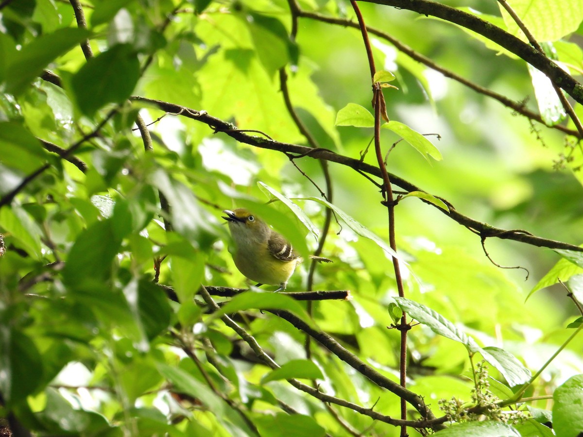 Ak Gözlü Vireo - ML619627134