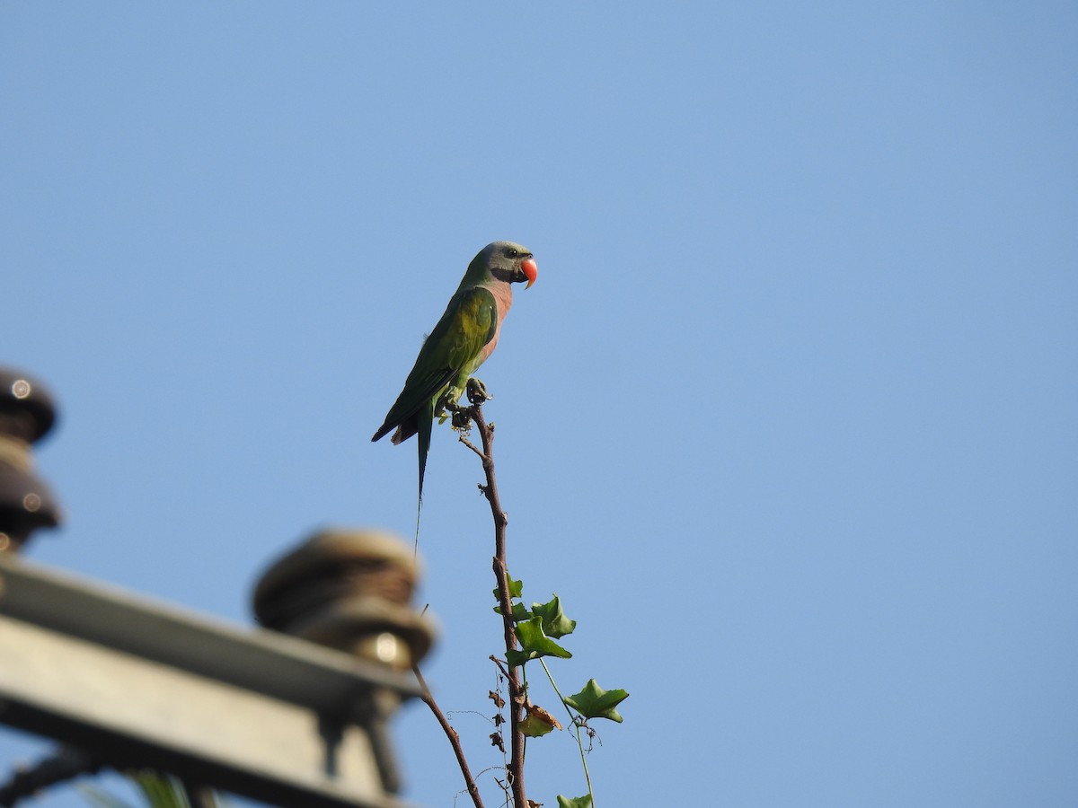 Red-breasted Parakeet - Prabhudatta Bal