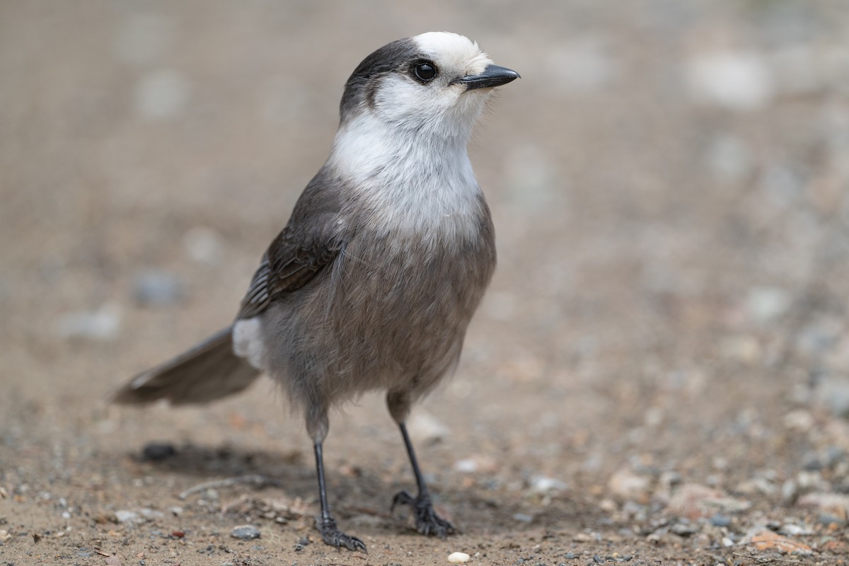 Canada Jay - ML619627136