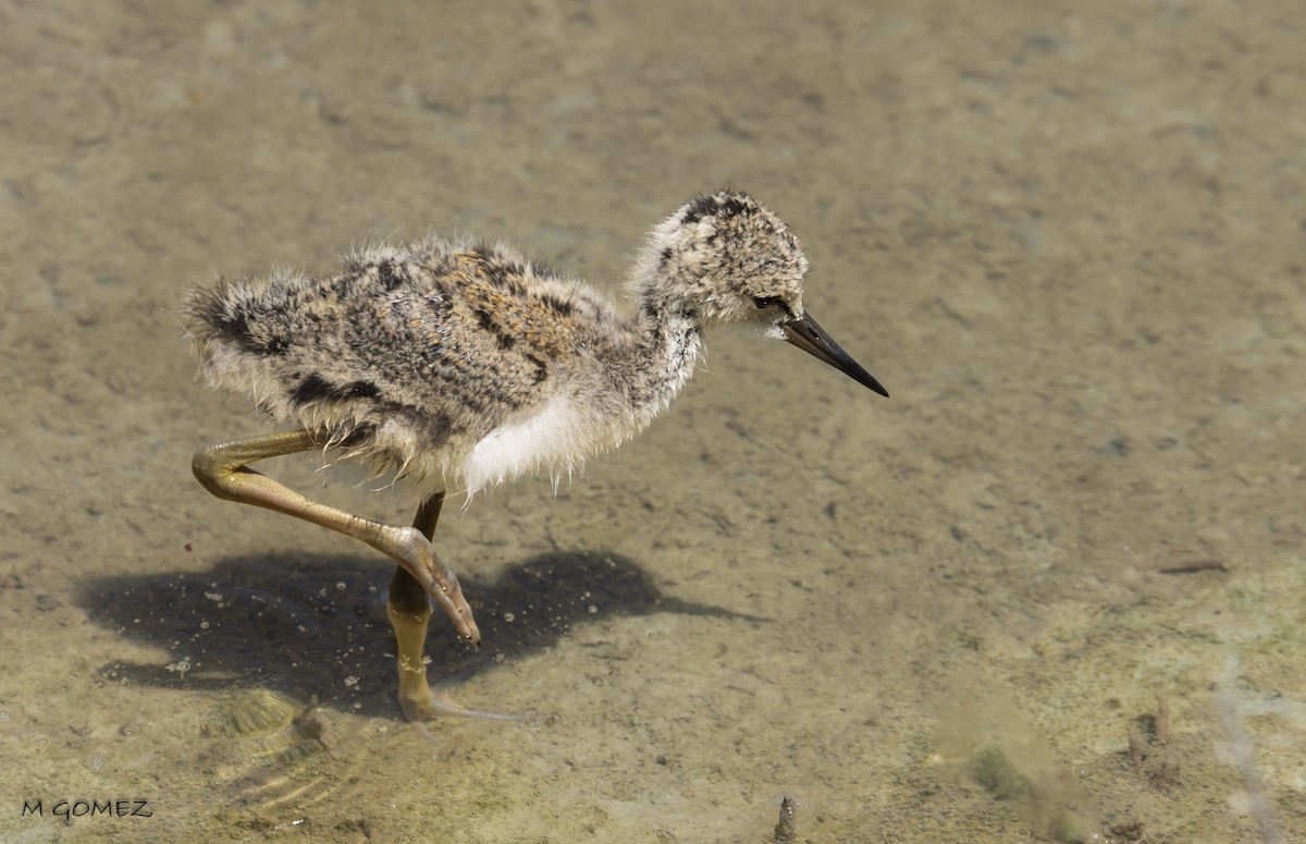 Black-winged Stilt - Manuel Gomez Carvajal