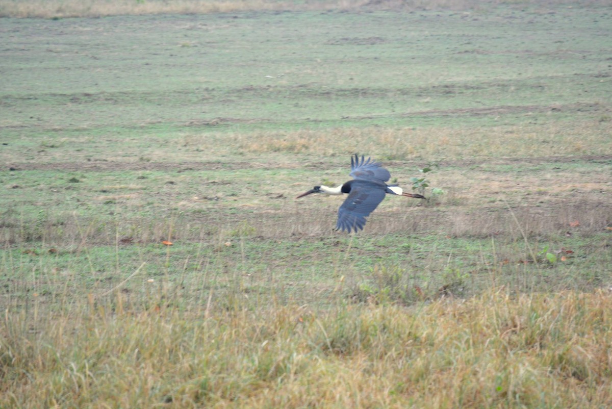 Asian Woolly-necked Stork - ML619627151