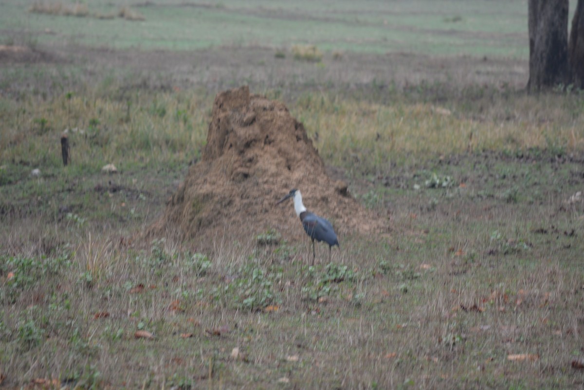 Asian Woolly-necked Stork - ML619627154