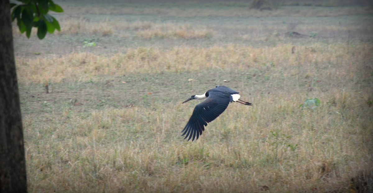 Asian Woolly-necked Stork - ML619627155