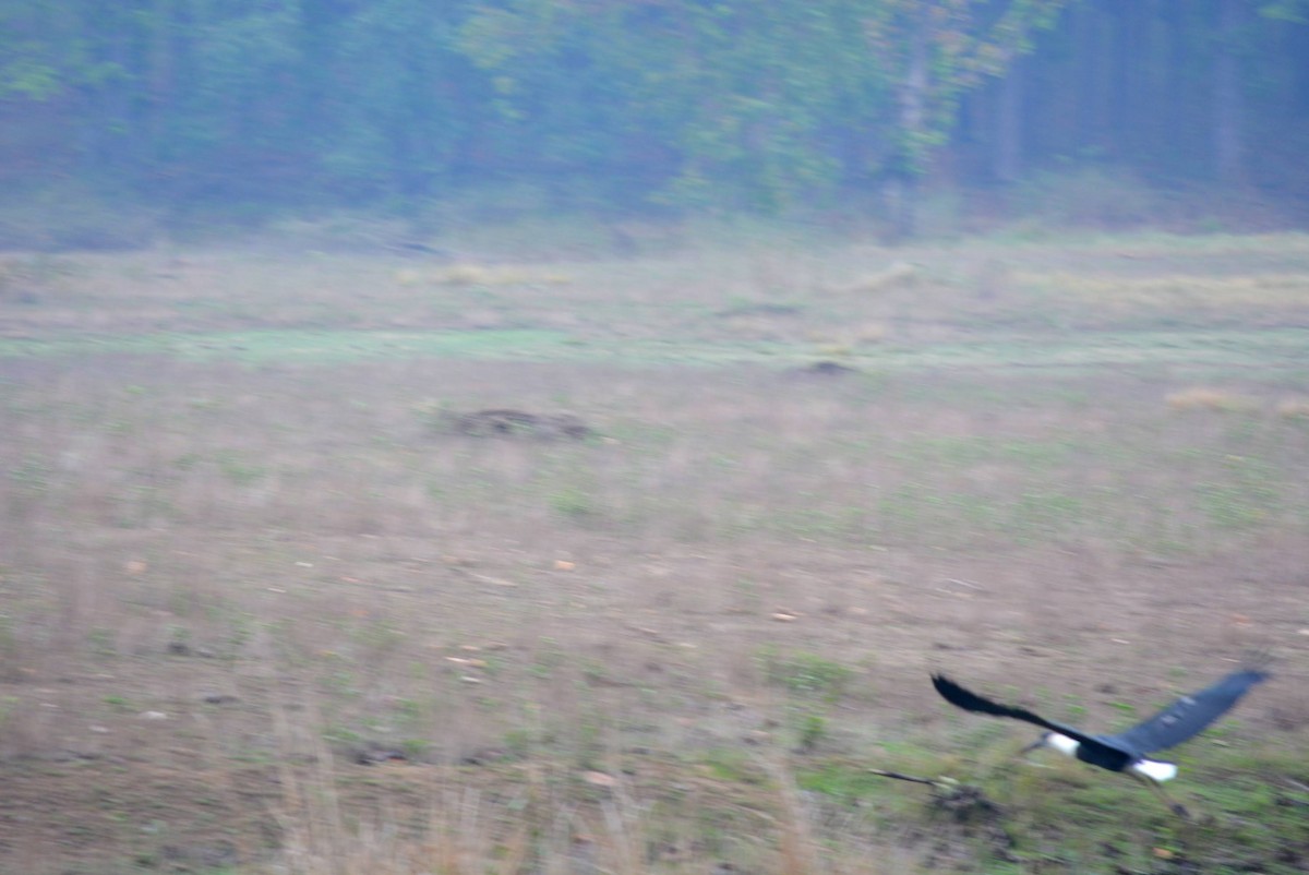 Asian Woolly-necked Stork - ML619627156