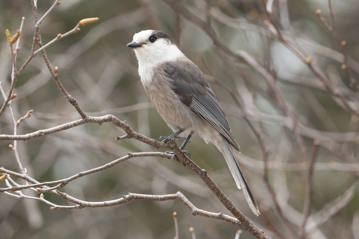 Canada Jay - ML619627159