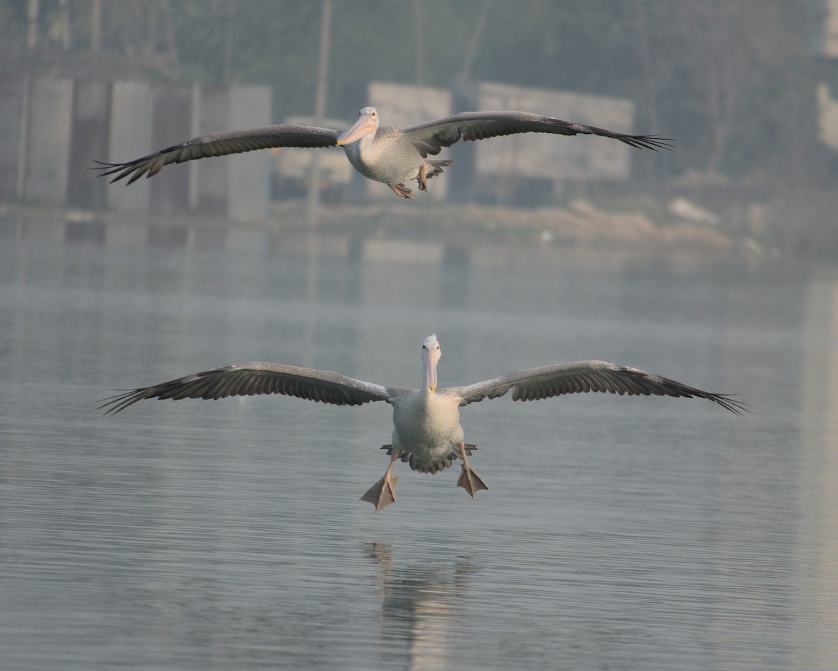 Spot-billed Pelican - Jayendra Rakesh Yeka