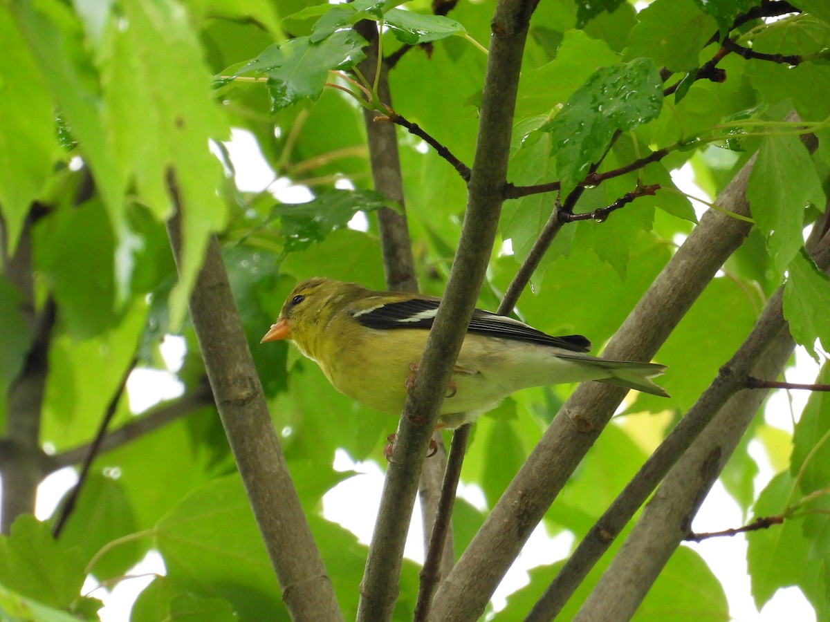 Chardonneret jaune - ML619627168