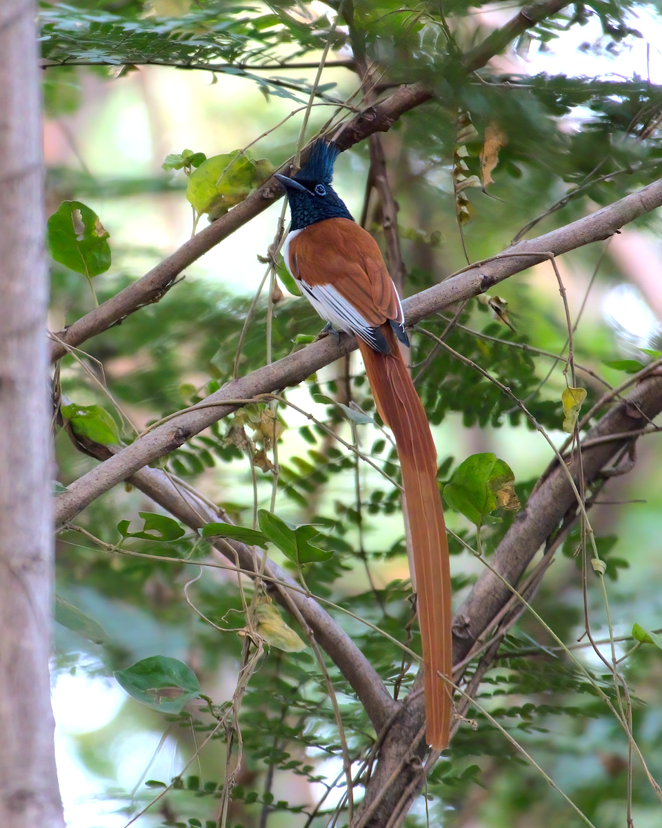 Indian Paradise-Flycatcher - Jayendra Rakesh Yeka