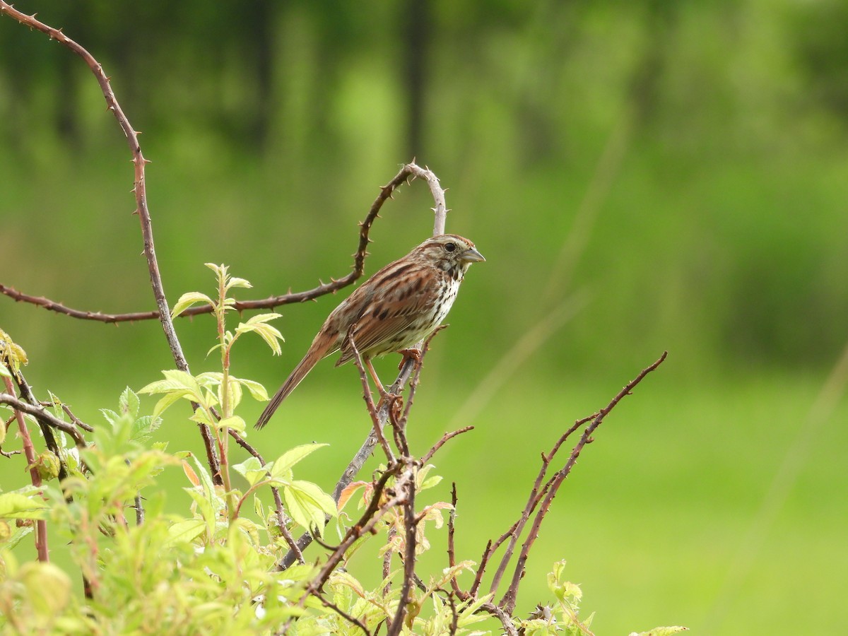 Song Sparrow - ML619627176