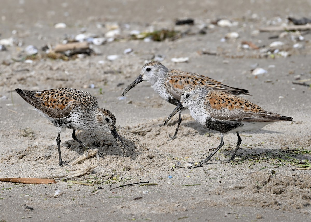 Dunlin - Alan Bloom