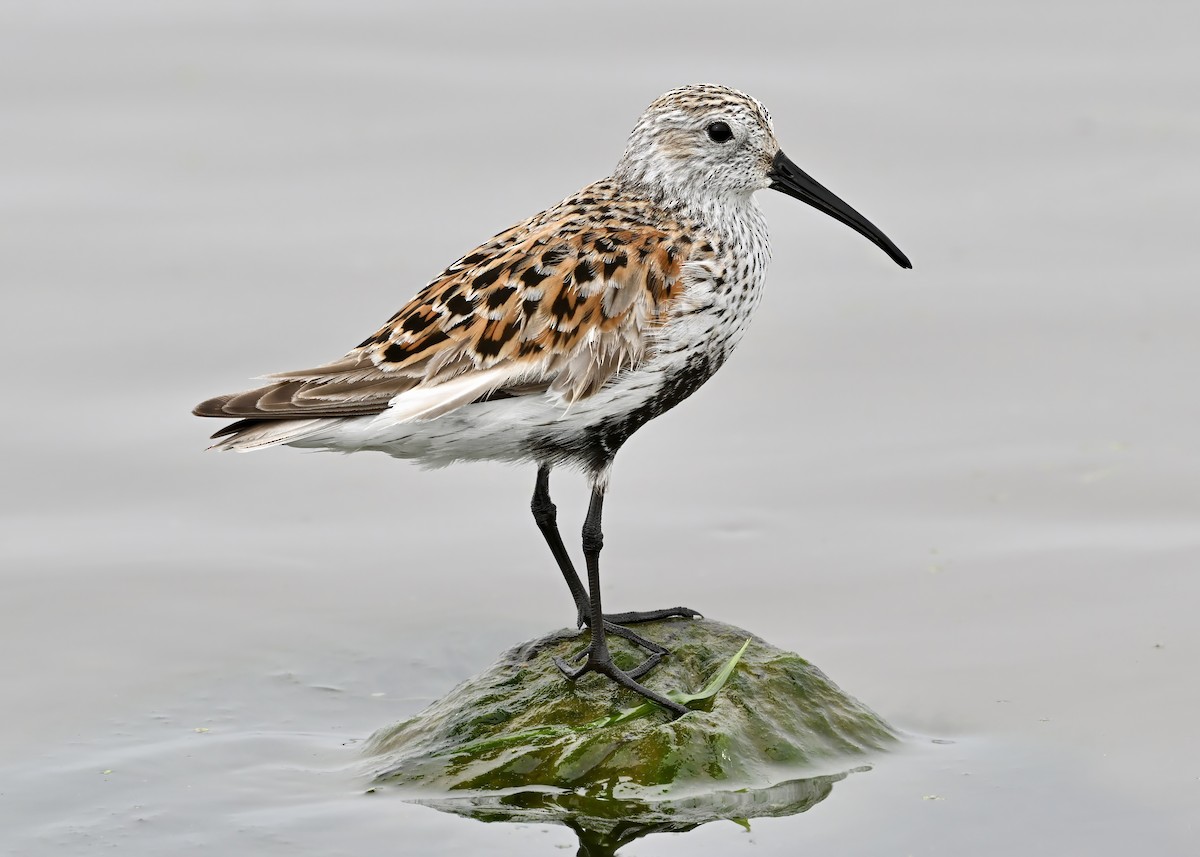 Dunlin - ML619627181