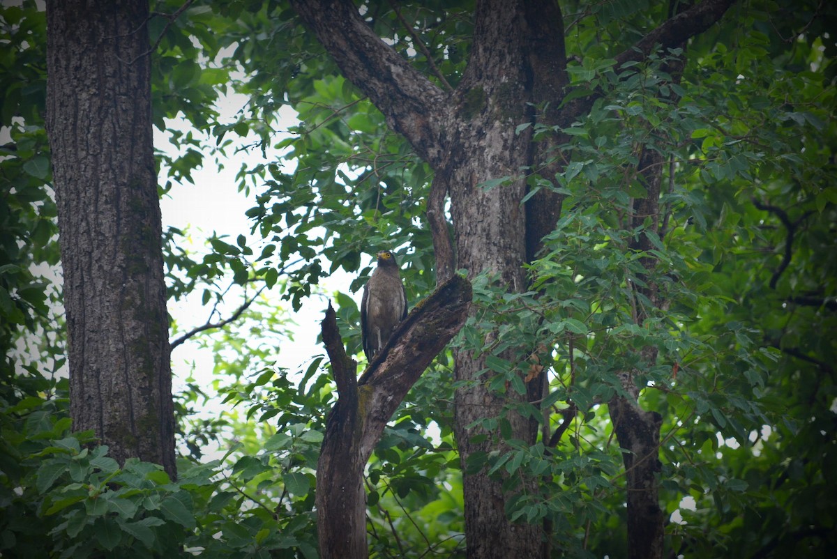 Crested Serpent-Eagle - ML619627187