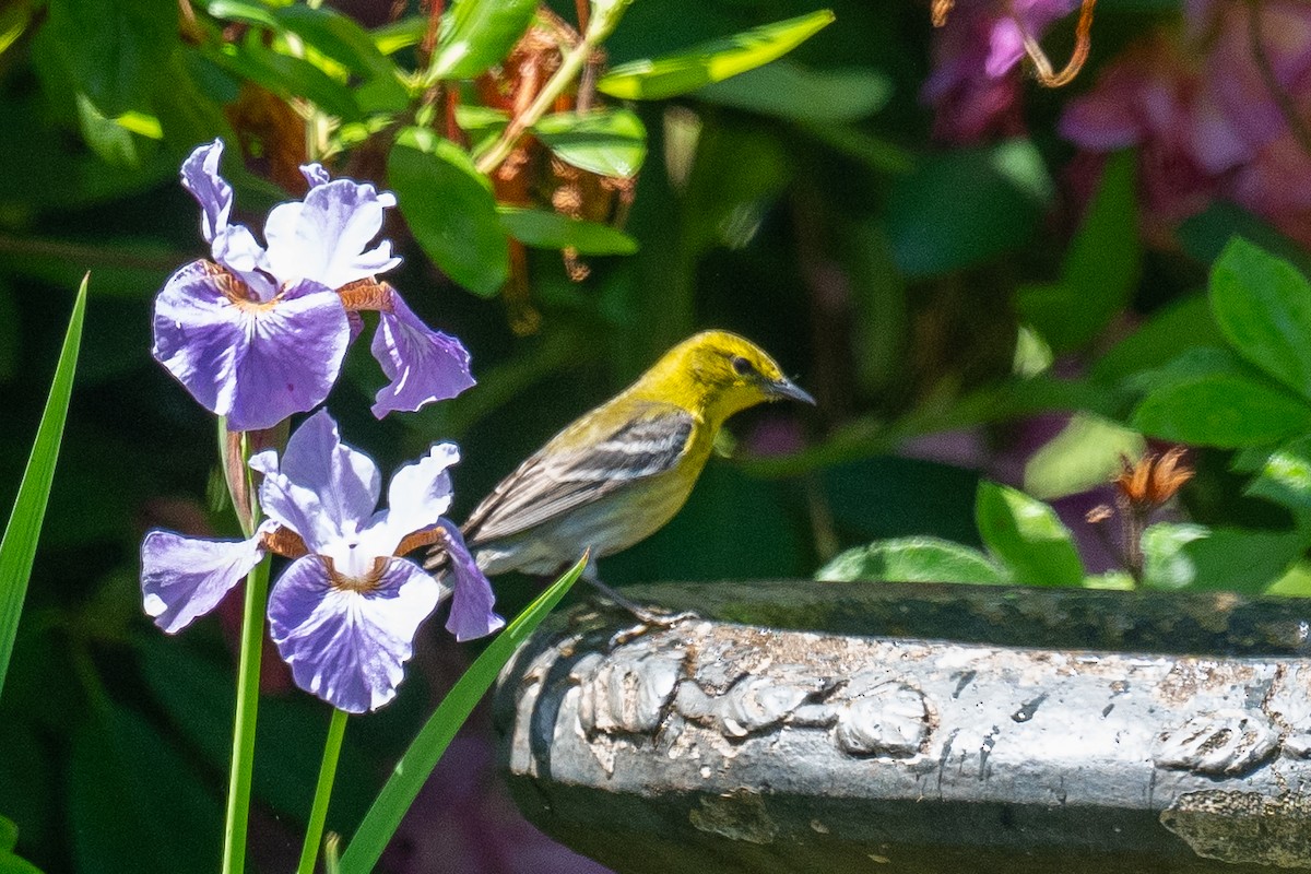 Pine Warbler - Barry Marsh