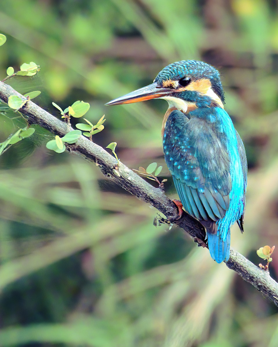 Common Kingfisher - Jayendra Rakesh Yeka