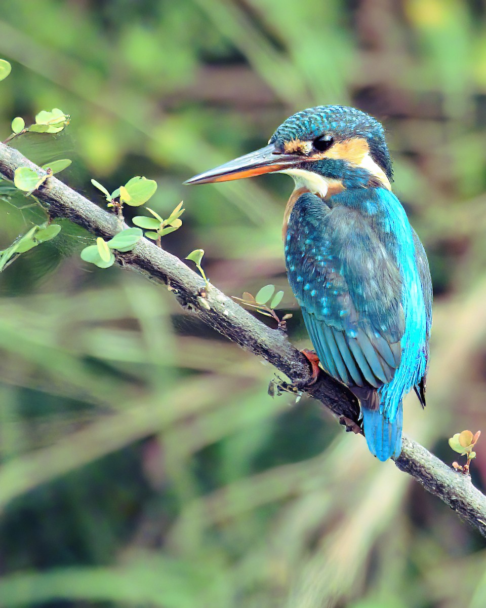 Common Kingfisher - ML619627192