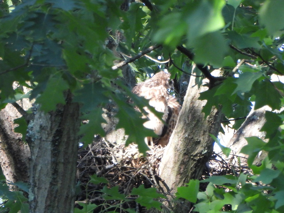 Red-shouldered Hawk - Pete Huffer