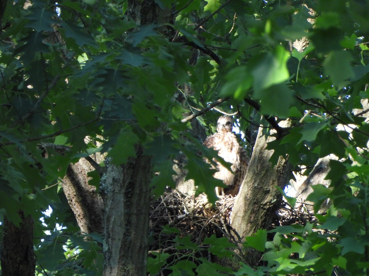 Red-shouldered Hawk - Pete Huffer