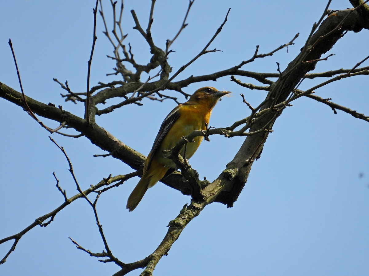 Baltimore Oriole - ML619627196