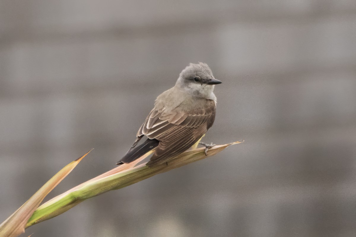 Western Kingbird - Diana Byrne