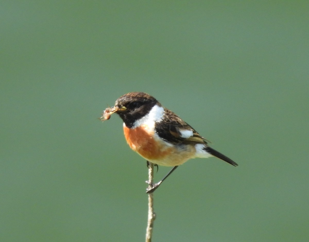 European Stonechat - Gerald Moore