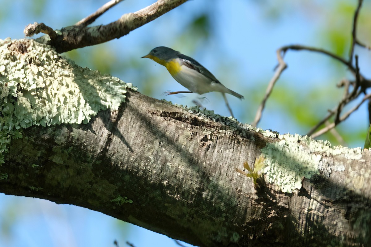 Northern Parula - Cindy Gimbert