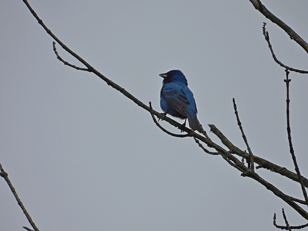 Passerin indigo - ML619627207