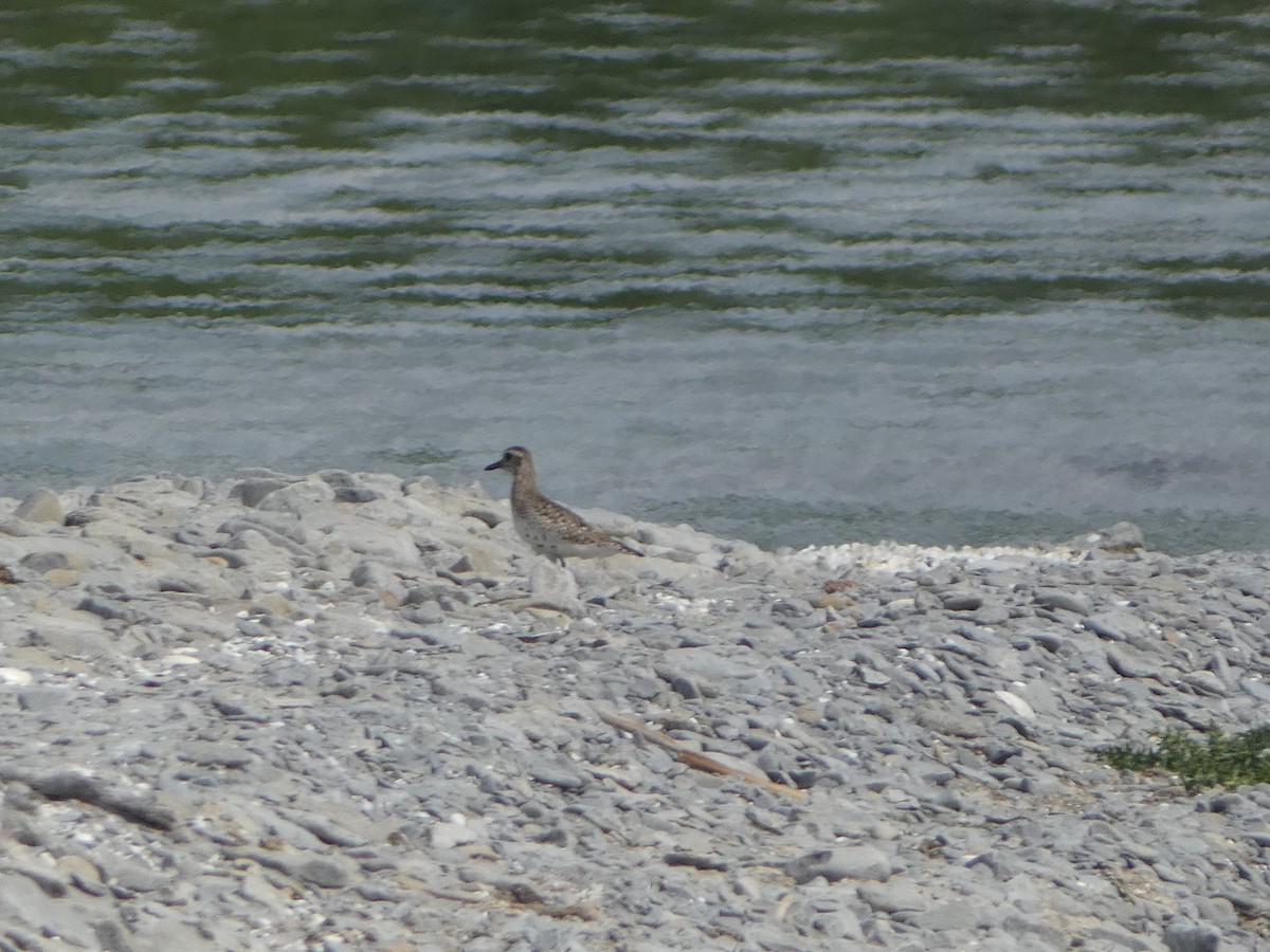 Black-bellied Plover - ML619627213