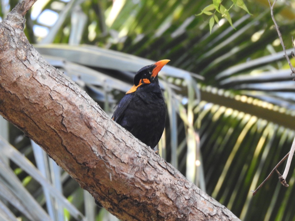 Common Hill Myna - Prabhudatta Bal