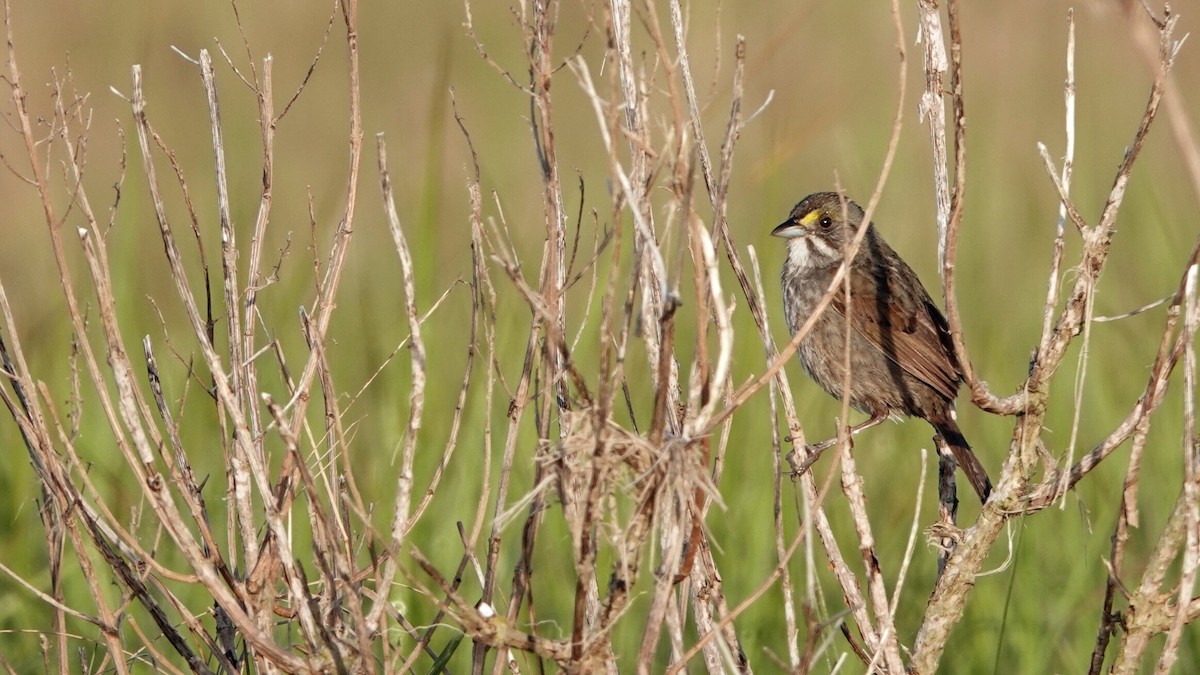 Seaside Sparrow - leo wexler-mann