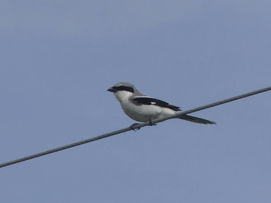 Loggerhead Shrike - Isabel Martinez