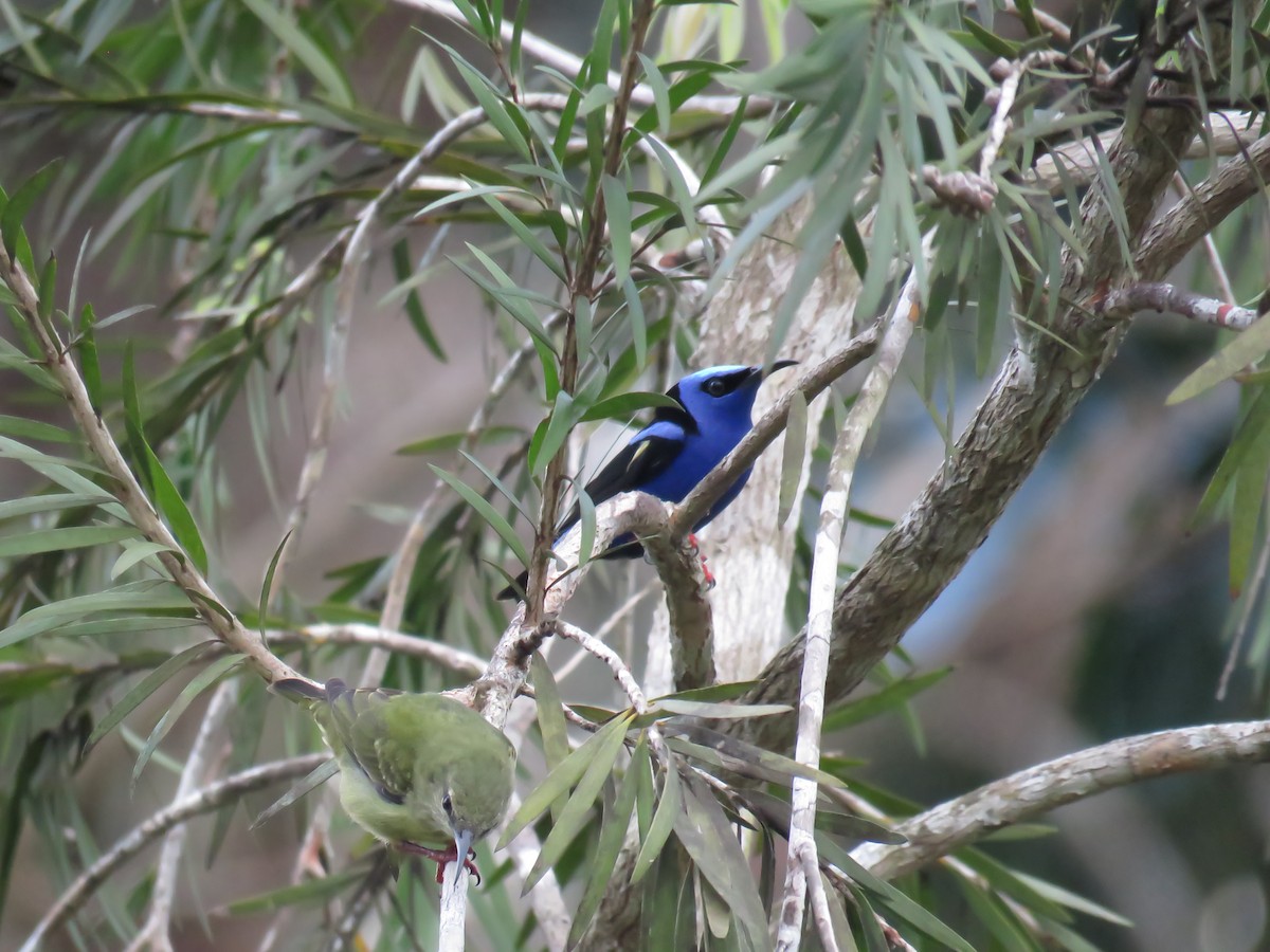 Red-legged Honeycreeper - ML619627226