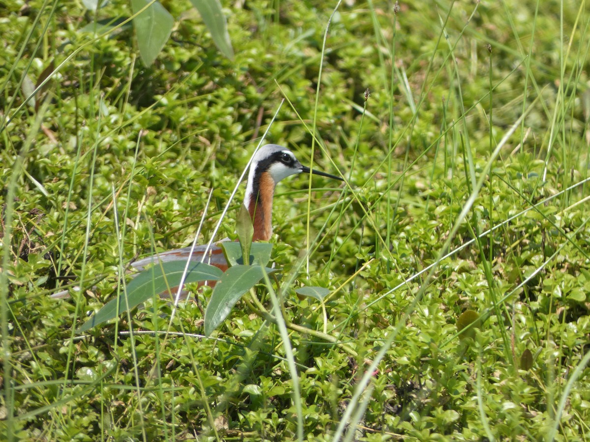 Wilson's Phalarope - ML619627230