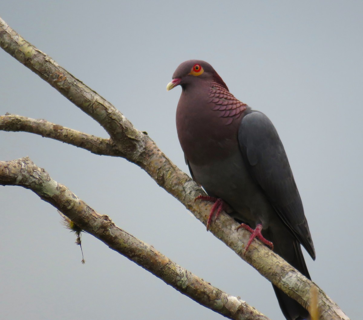 Pigeon à cou rouge - ML619627232