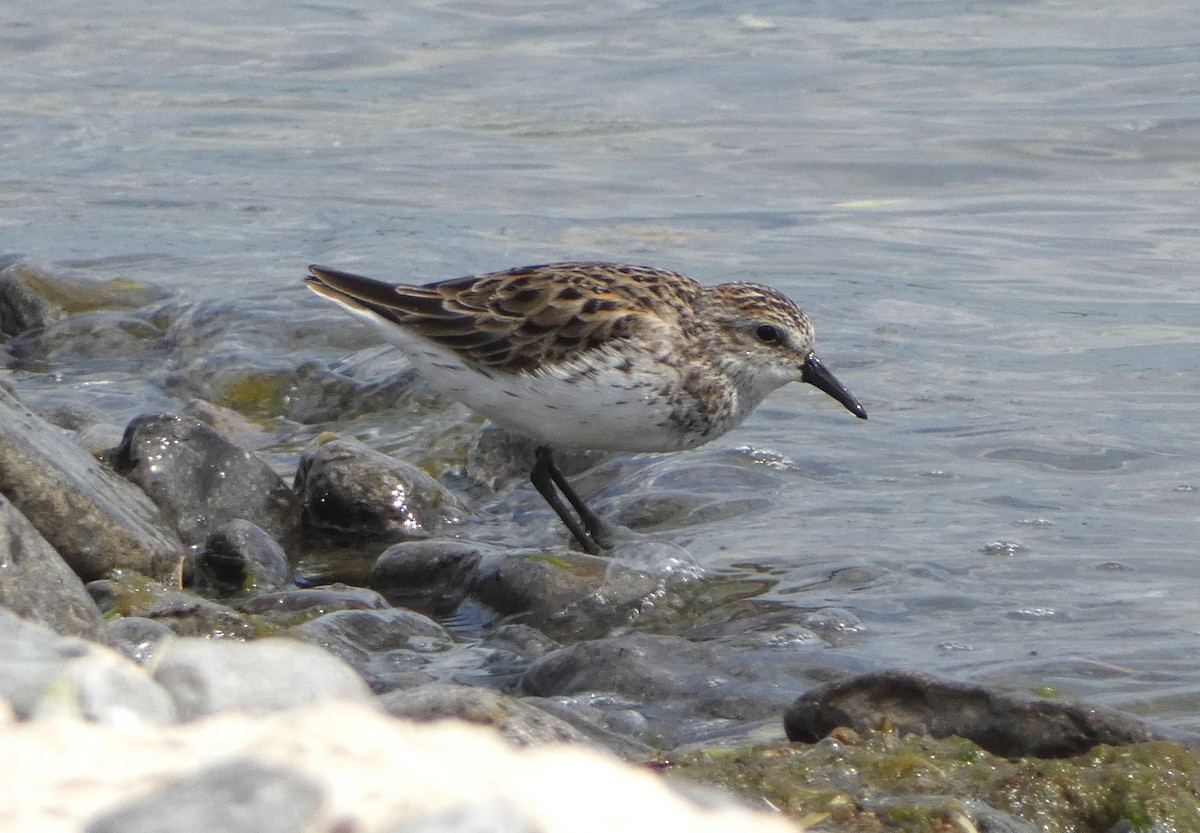 Semipalmated Sandpiper - Paul Mackenzie