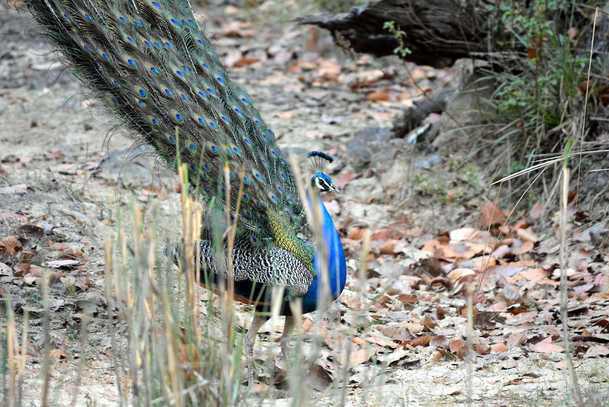 Indian Peafowl - ML619627240