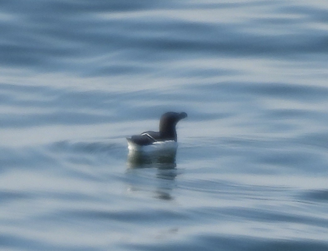 Razorbill - Gerald Moore