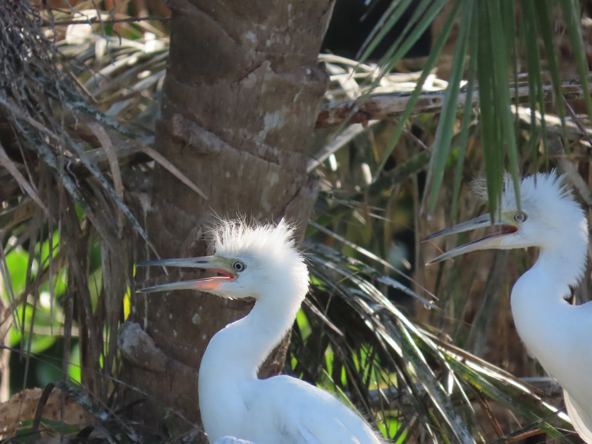 Great Egret - Tom Obrock