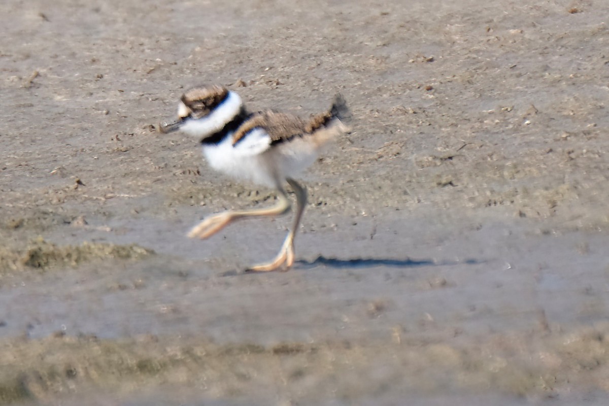 Killdeer - Cindy Gimbert