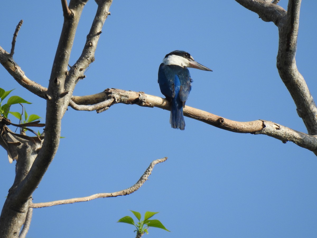 Collared Kingfisher - Prabhudatta Bal
