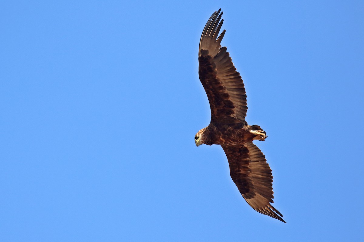 Águila Volatinera - ML619627259