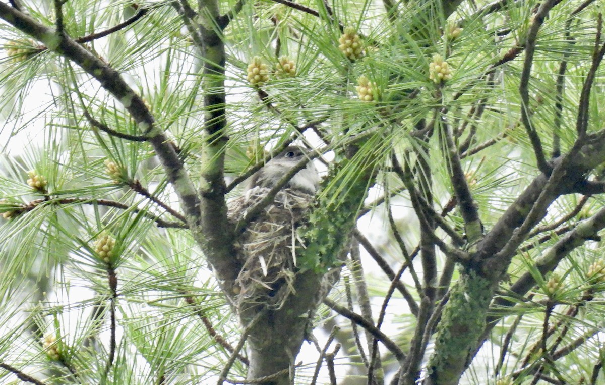 Least Flycatcher - Barb Stone