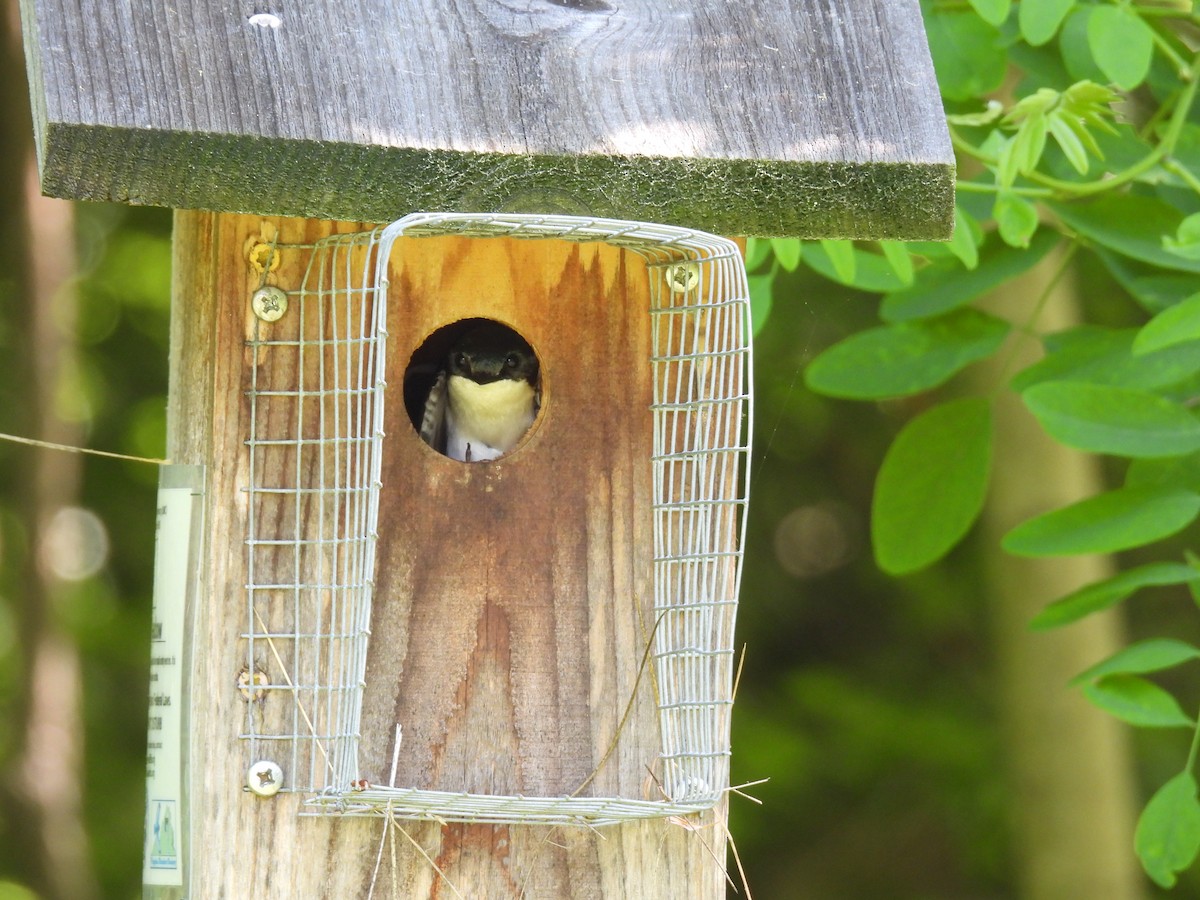 Tree Swallow - Carol Winckler